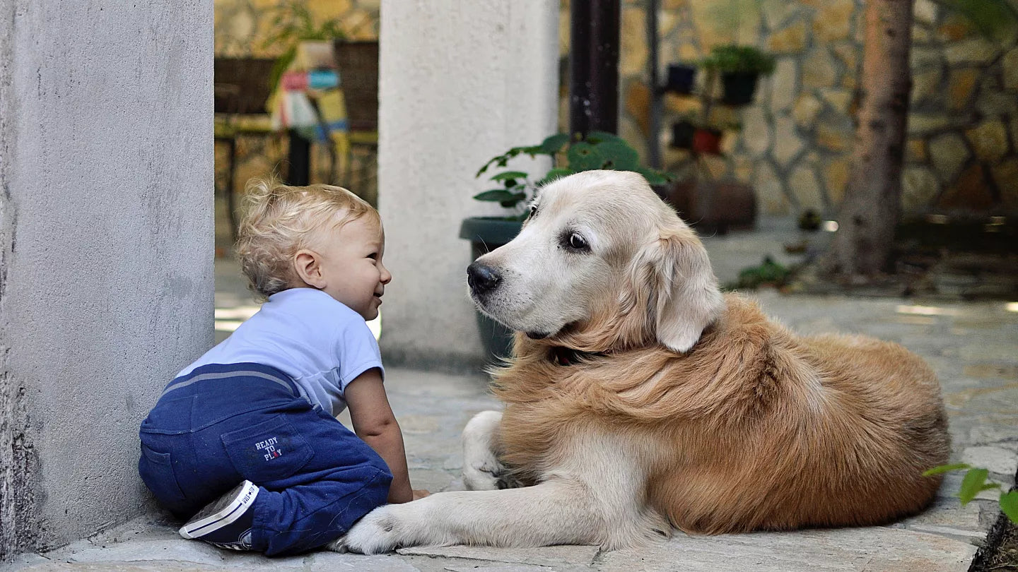 How to Reduce Your Carbon Footprint While Owning a Dog