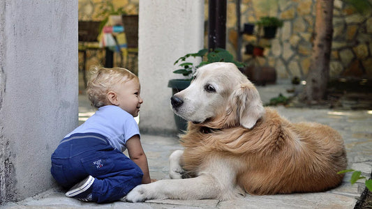How to Reduce Your Carbon Footprint While Owning a Dog