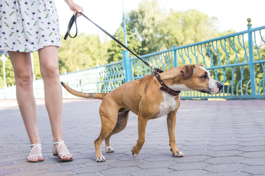 The Best Collars for Dogs that Pull