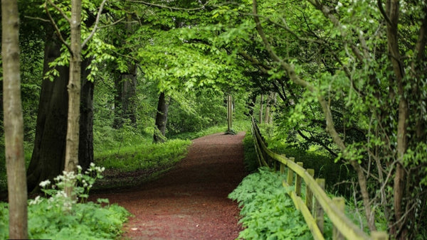 Discover the UK’s Pet-Friendly Scenic Routes and Walks