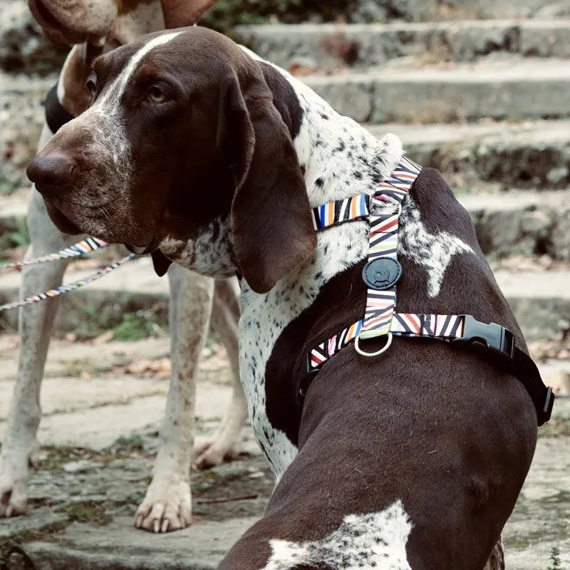 Eco friendly dog sales harness