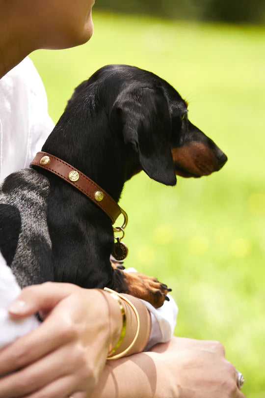 Vibrant collection of dog collars available in our online pet shop. Premium designer dog collar, now in stock at our online store. Puppy Collar. Leather Collar.