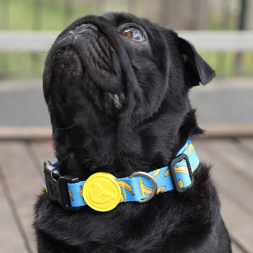 Vibrant collection of dog collars available in our online pet shop. Premium designer dog collar, now in stock at our online store. Puppy Collar.
