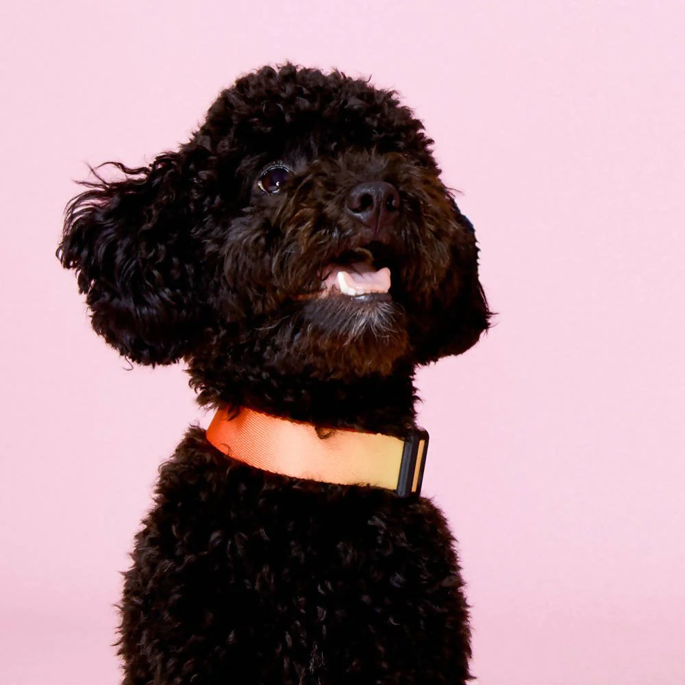 Vibrant collection of dog collars available in our online pet shop. Premium designer dog collar, now in stock at our online store. Puppy Collar.