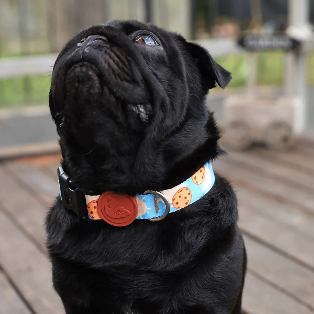 Vibrant collection of dog collars available in our online pet shop. Premium designer dog collar, now in stock at our online store. Puppy Collar.