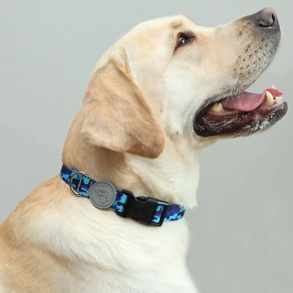 Vibrant collection of dog collars available in our online pet shop. Premium designer dog collar, now in stock at our online store. Puppy Collar.