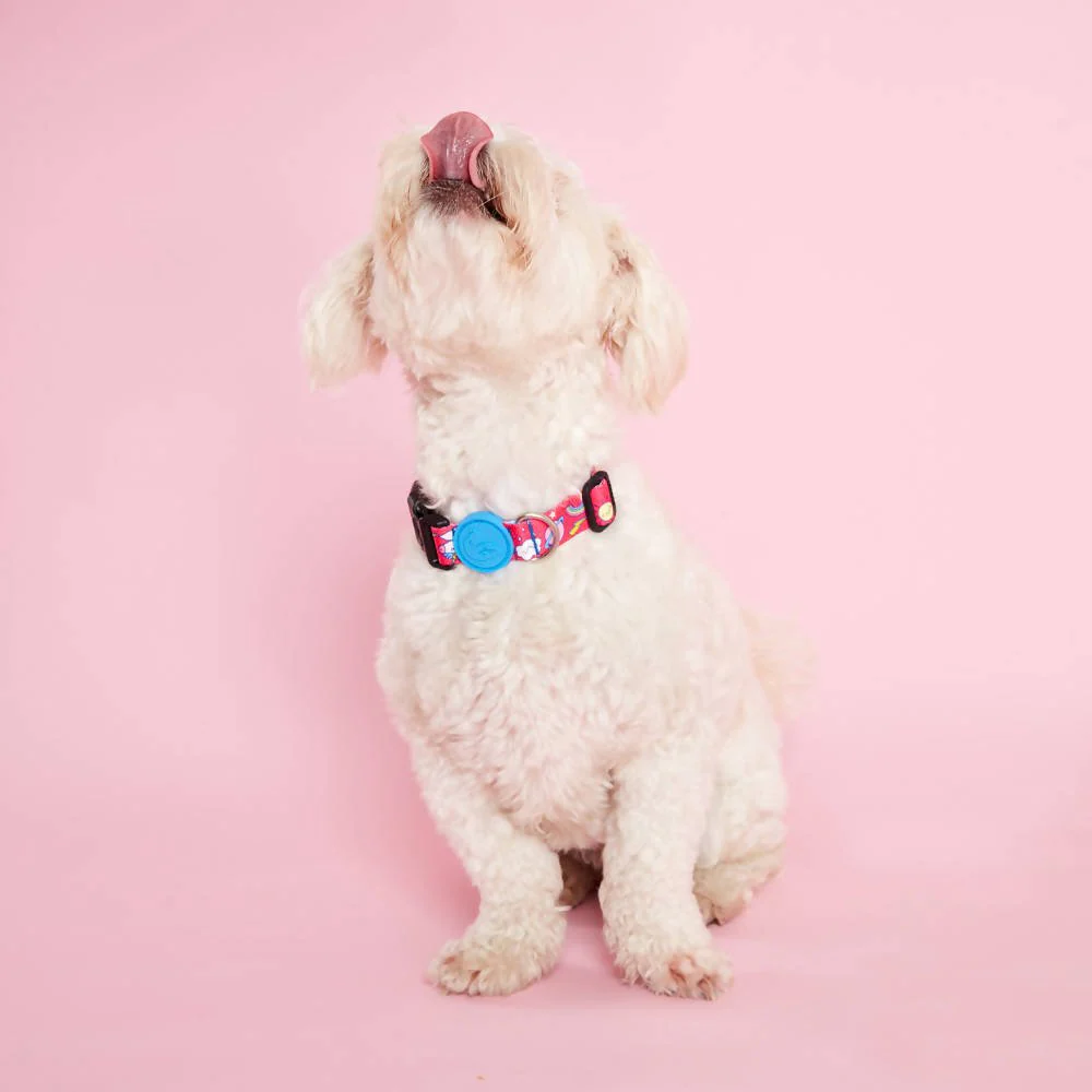 Vibrant collection of dog collars available in our online pet shop. Premium designer dog collar, now in stock at our online store. Puppy collar. Dog Collar.