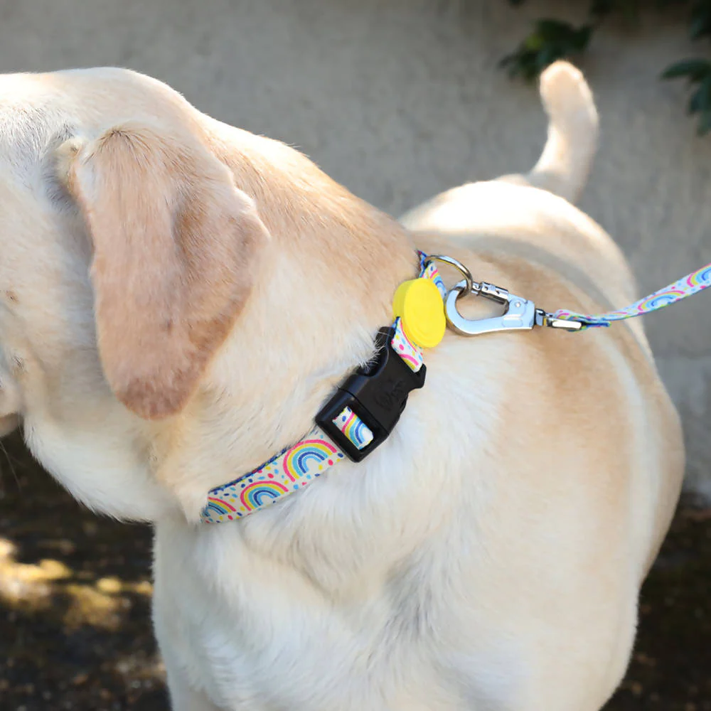 Vibrant collection of dog collars available in our online pet shop. Premium designer dog collar, now in stock at our online store. Puppy Collar. Luxury Collar