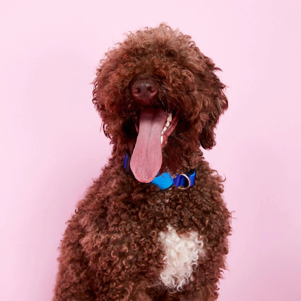 Vibrant collection of dog collars available in our online pet shop. Premium designer dog collar, now in stock at our online store. Puppy Collar.