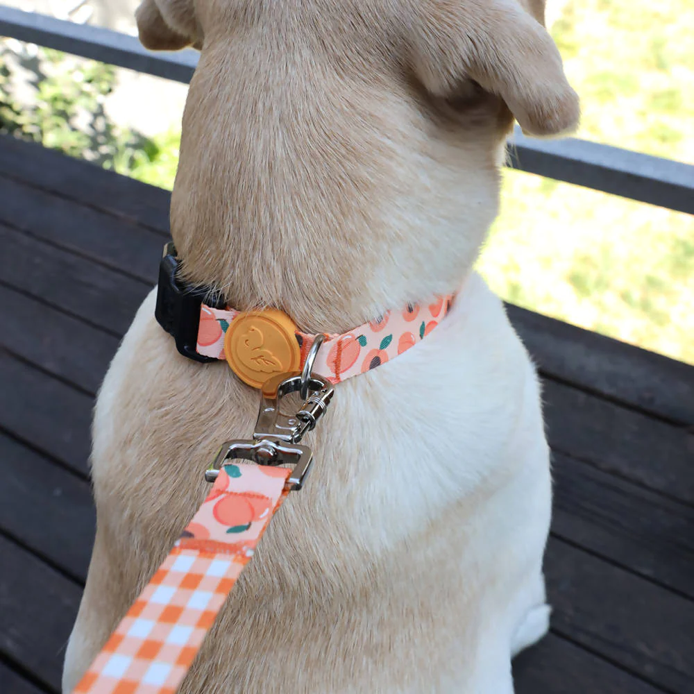 Vibrant collection of dog collars available in our online pet shop. Premium designer dog collar, now in stock at our online store. Puppy Collar