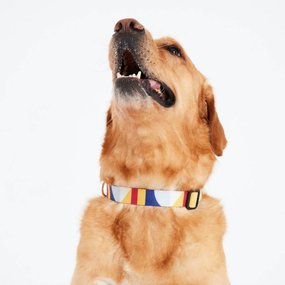 Dog collars for Labradors Durable, for English Bulldogs, Cocker Spaniels, for active Border Collies,Terrier dog harness ensuring perfect control and fit, Colorful dog collars for Jack Russell Terrier, French Bulldogs, for German Shepherds. Easy to use, for Boxer dogs. Premium dog collars designed for the comfort of Golden Retrievers