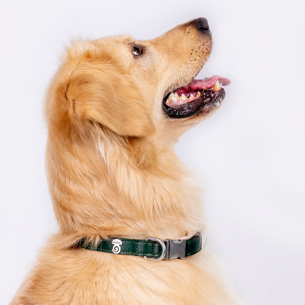 Vibrant collection of dog collars available in our online pet shop. Premium designer dog collar, now in stock at our online store. Vegan leather collar.