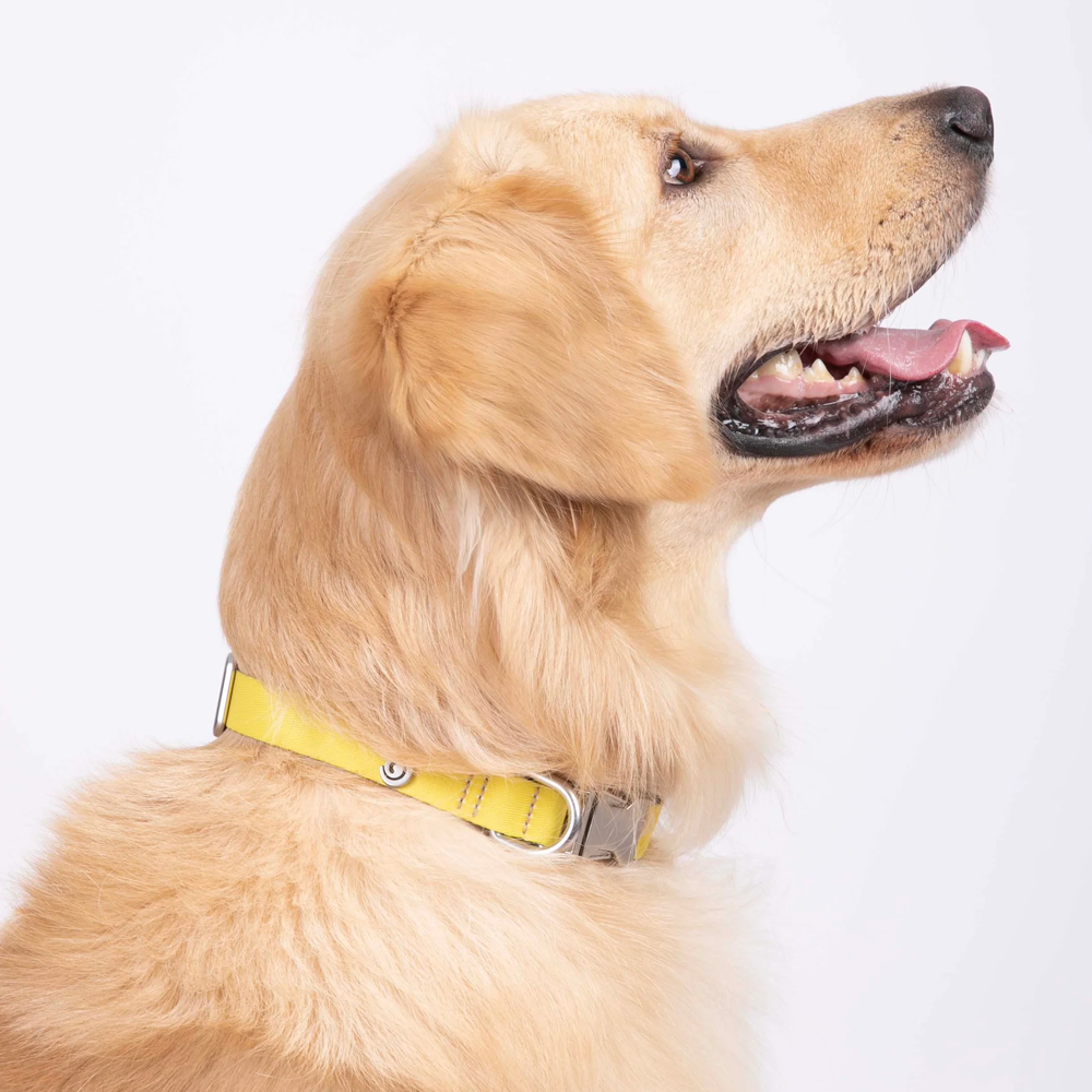 Vibrant collection of dog collars available in our online pet shop. Premium designer dog collar, now in stock at our online store. Puppy collar. Dog Collar. Vegan leather collar