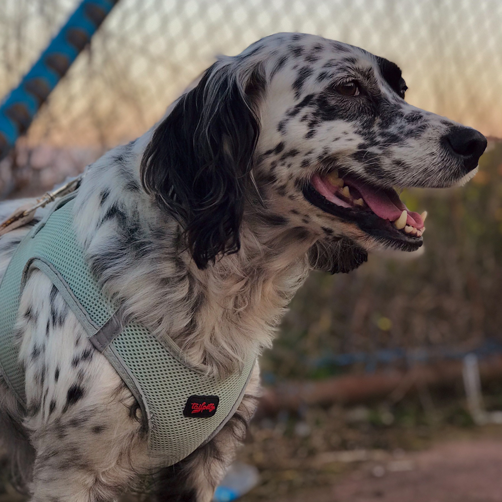 Moon Air Mesh Harness