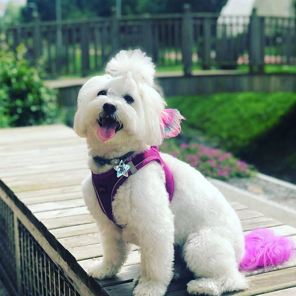 Purple Air Mesh Harness