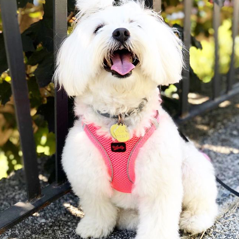 Neon Pink Air Mesh Harness