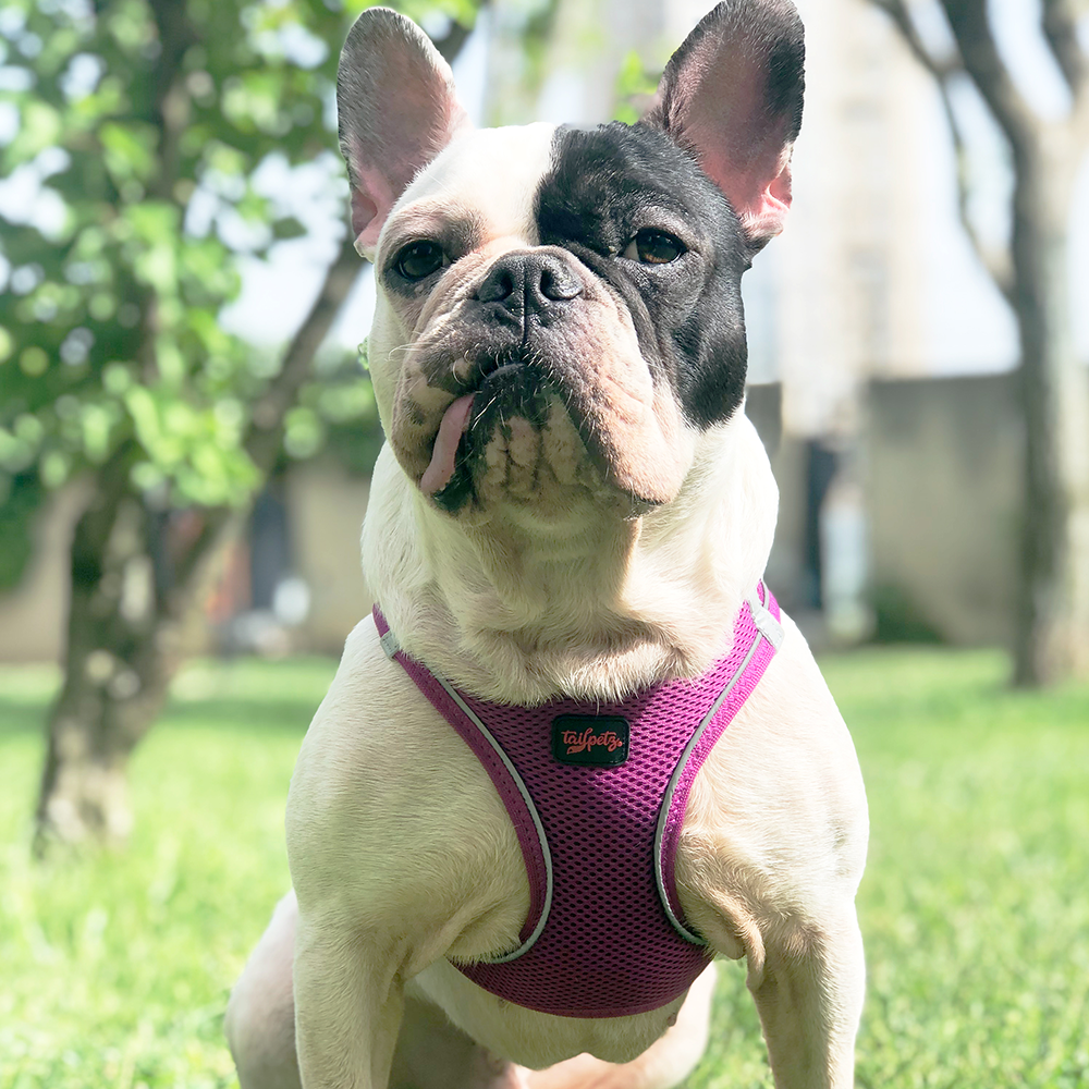 Purple Air Mesh Harness