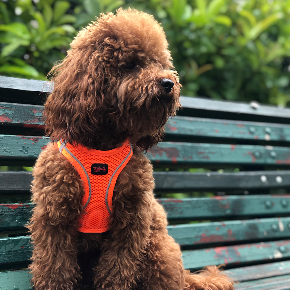 Neon Orange Air Mesh Harness