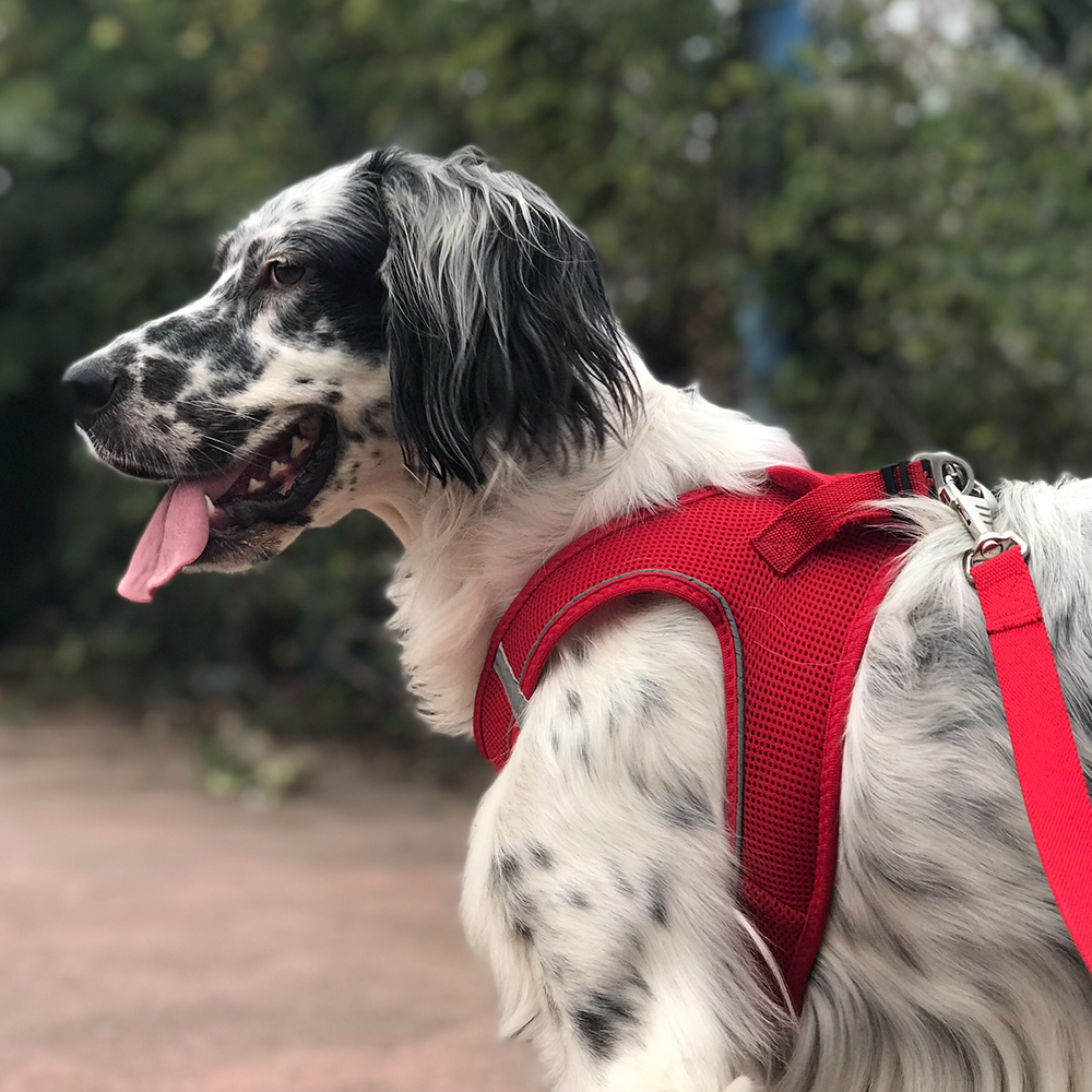 Red Air Mesh Harness