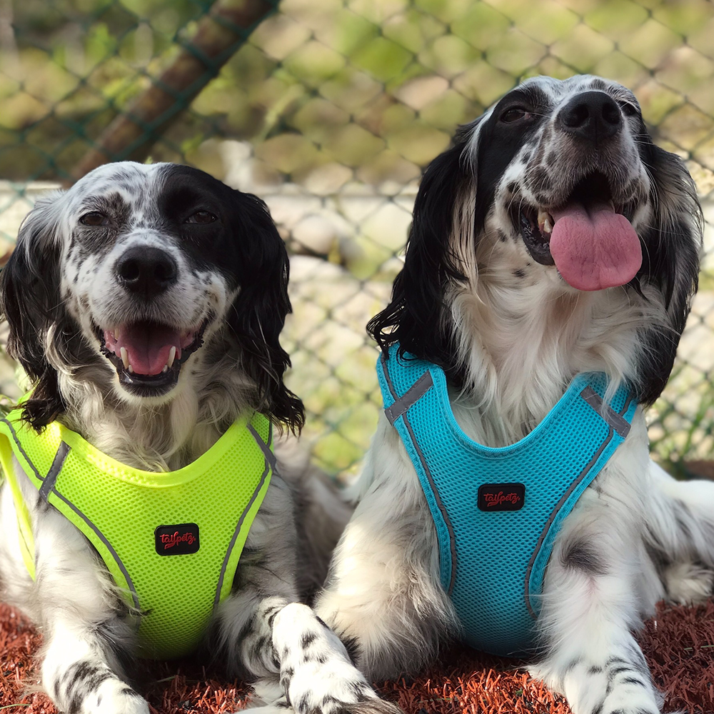 Ocean Air Mesh Harness