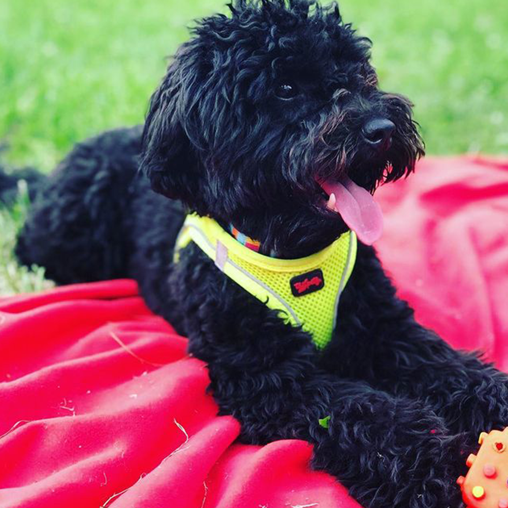 Neon Lime Air Mesh Harness