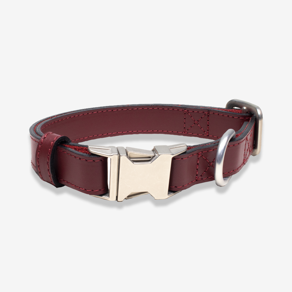 Buy dog top collars online