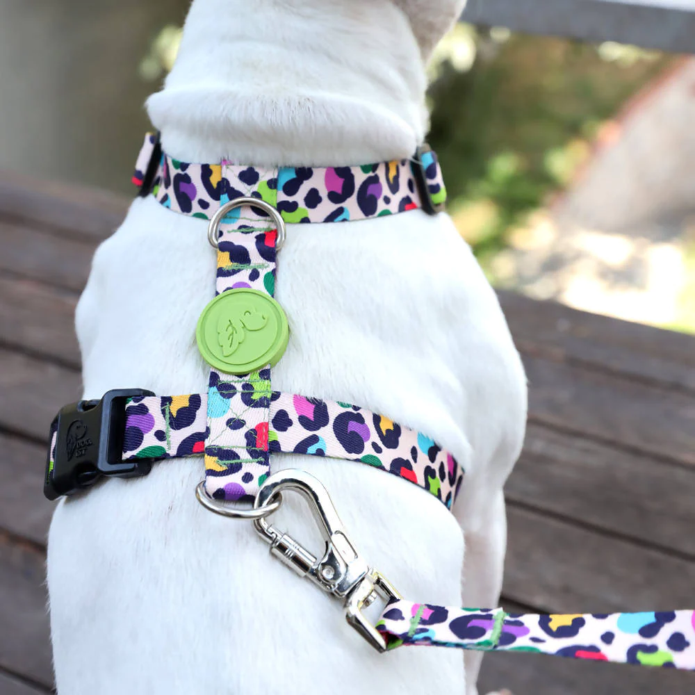 Perfect fit adjustable dog harness for training Labradors Durable, perfect fit leather dog harness designed for English Bulldogs, Cocker Spaniels, for active Border Collies,Terrier dog harness ensuring perfect control and fit, Colorful perfect fit dog harnesses for Jack Russell Terrier, French Bulldogs, for German Shepherds. Easy to use, step-in perfect fit dog harness for Boxer dogs. Premium perfect fit dog harness designed for the comfort of Golden Retrievers