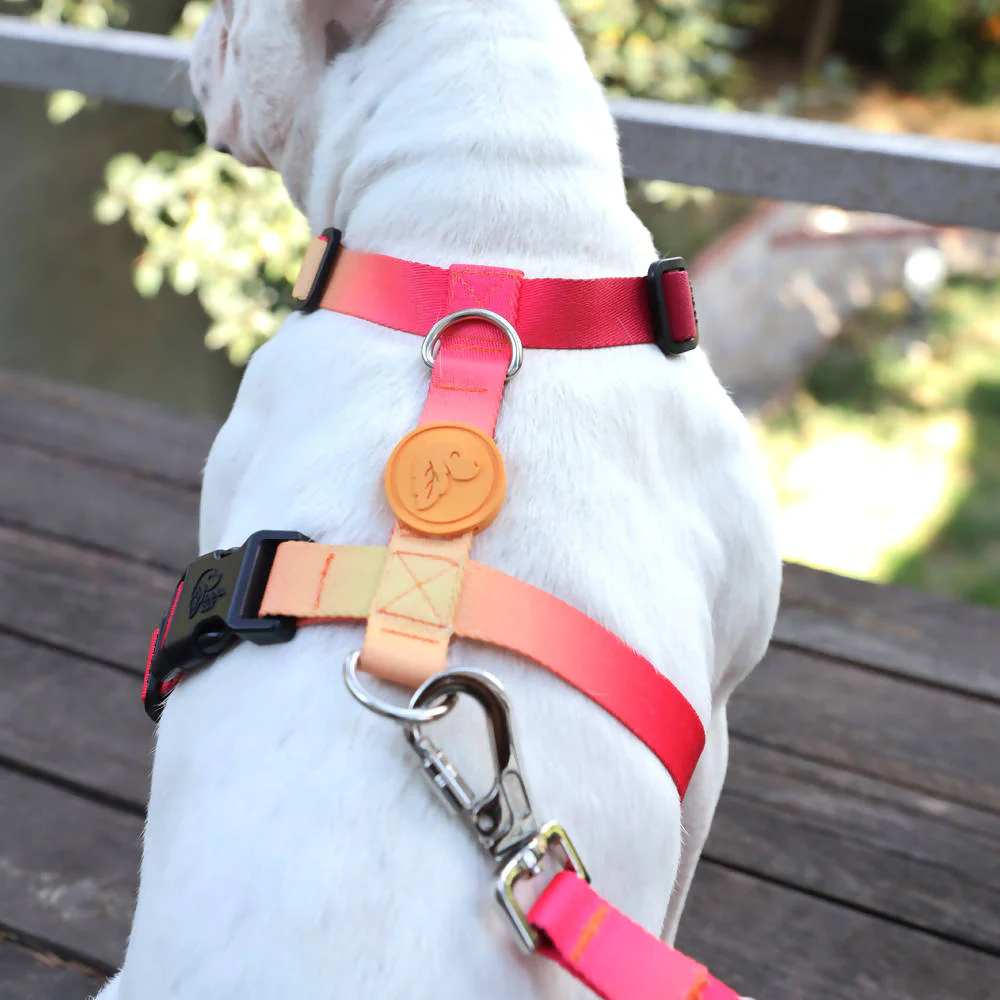 Perfect fit adjustable dog harness for training Labradors Durable, perfect fit leather dog harness designed for English Bulldogs, Cocker Spaniels, for active Border Collies,Terrier dog harness ensuring perfect control and fit, Colorful perfect fit dog harnesses for Jack Russell Terrier, French Bulldogs, for German Shepherds. Easy to use, step-in perfect fit dog harness for Boxer dogs. Premium perfect fit dog harness designed for the comfort of Golden Retrievers