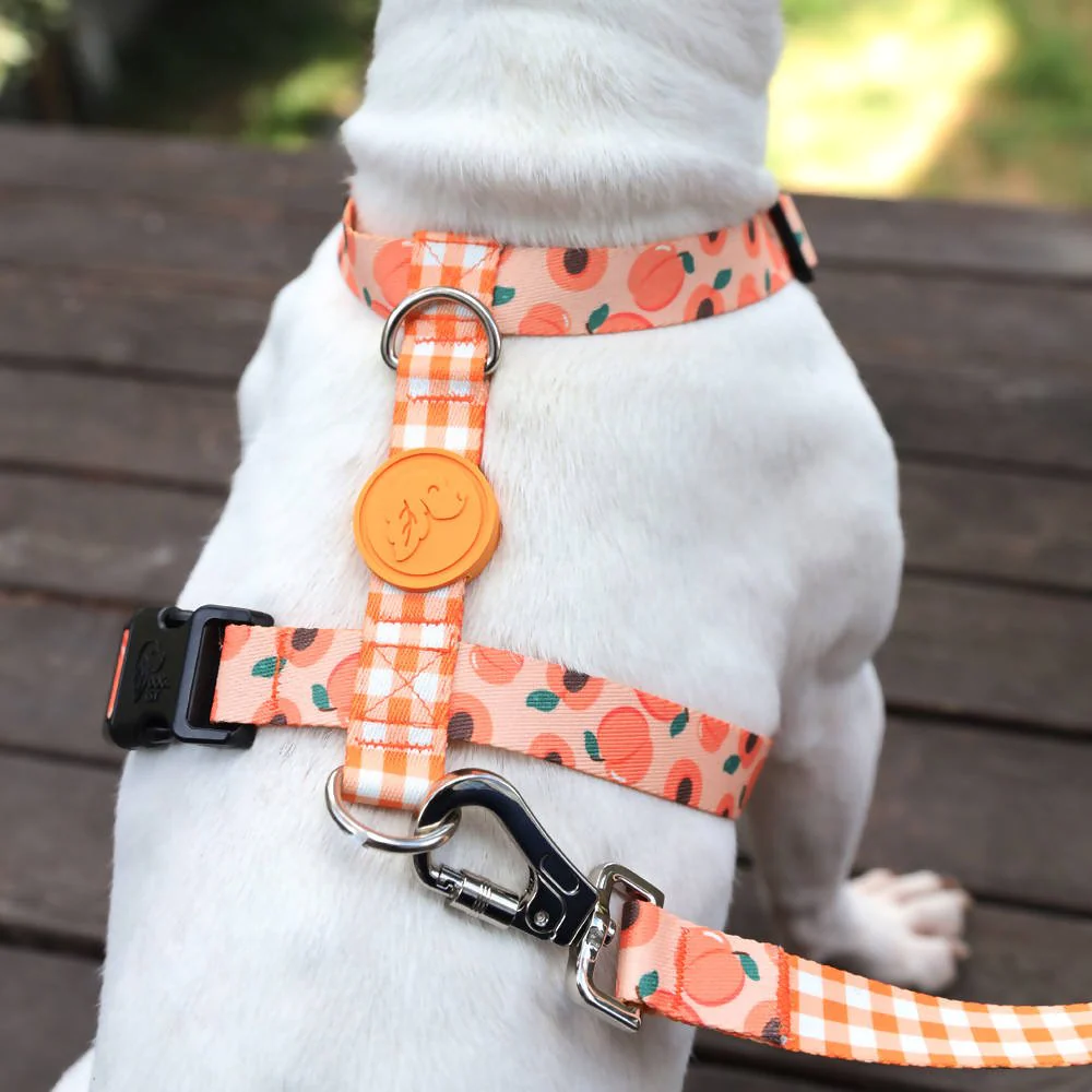 Peachy H Harness