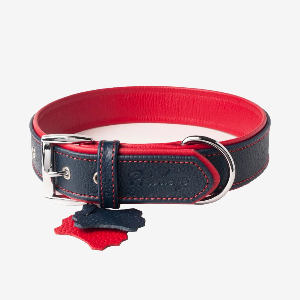 Vibrant collection of dog collars available in our online pet shop. Premium designer dog collar, now in stock at our online store. Puppy Collar. Leather collar.