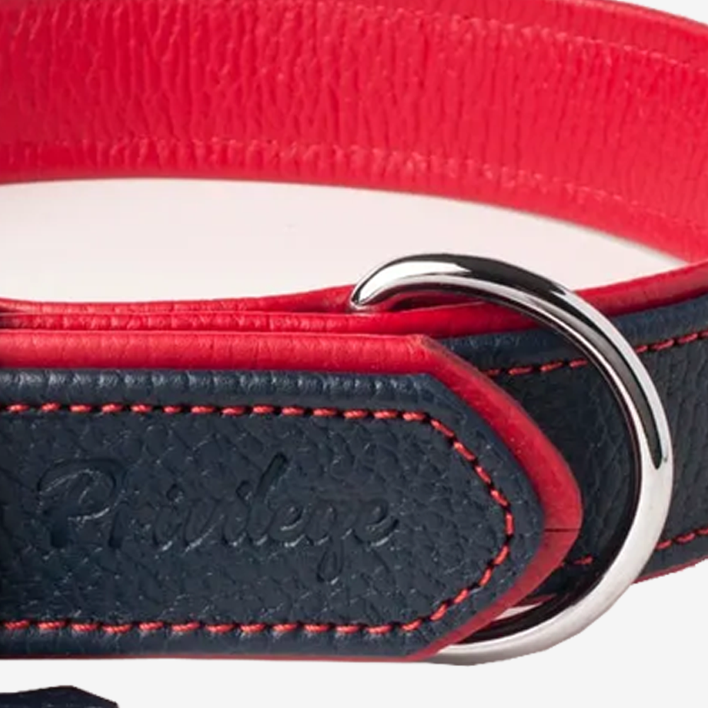Vibrant collection of dog collars available in our online pet shop. Premium designer dog collar, now in stock at our online store. Puppy Collar. Leather collar.