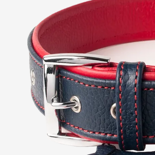 Vibrant collection of dog collars available in our online pet shop. Premium designer dog collar, now in stock at our online store. Puppy Collar. Leather collar.