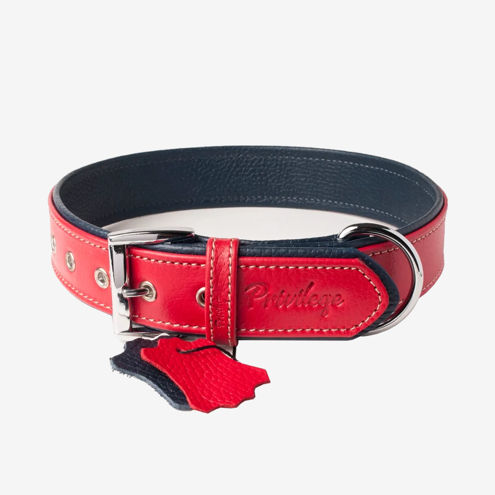 Vibrant collection of dog collars available in our online pet shop. Premium designer dog collar, now in stock at our online store. Puppy Collar. Leather collar.