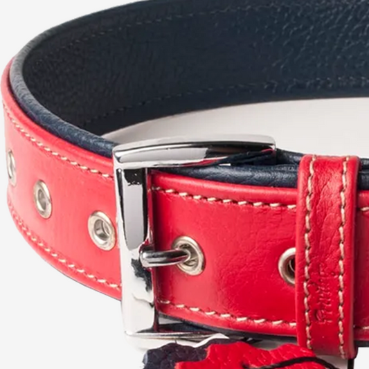Vibrant collection of dog collars available in our online pet shop. Premium designer dog collar, now in stock at our online store. Puppy Collar. Leather collar.
