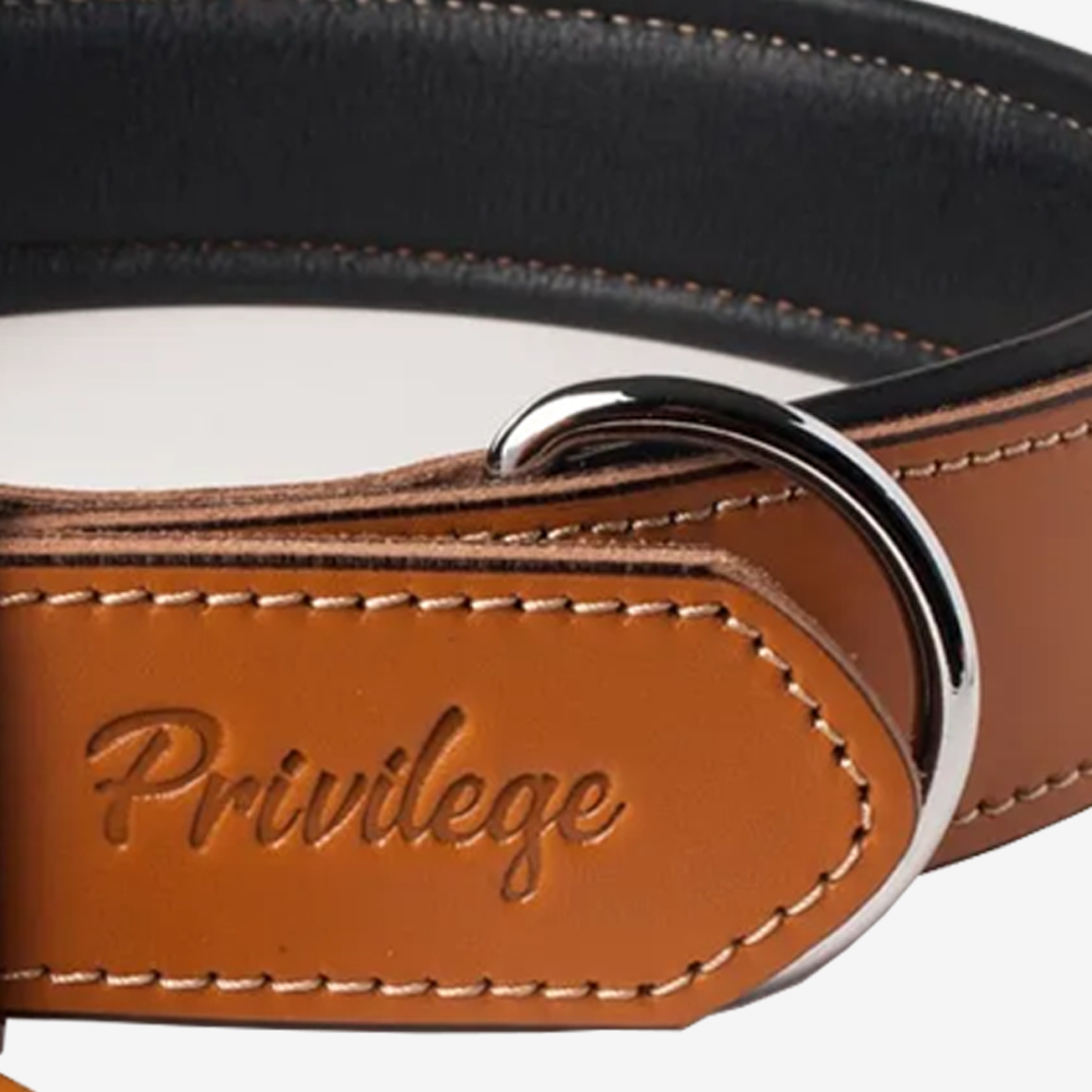 Vibrant collection of dog collars available in our online pet shop. Premium designer dog collar, now in stock at our online store. Puppy Collar. Leather collar.