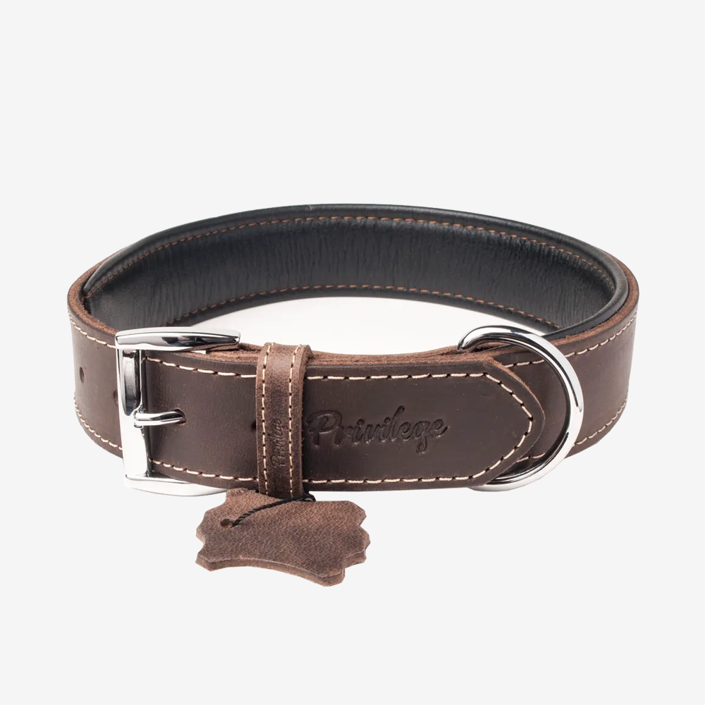 Vibrant collection of dog collars available in our online pet shop. Premium designer dog collar, now in stock at our online store. Puppy Collar. Leather collar.
