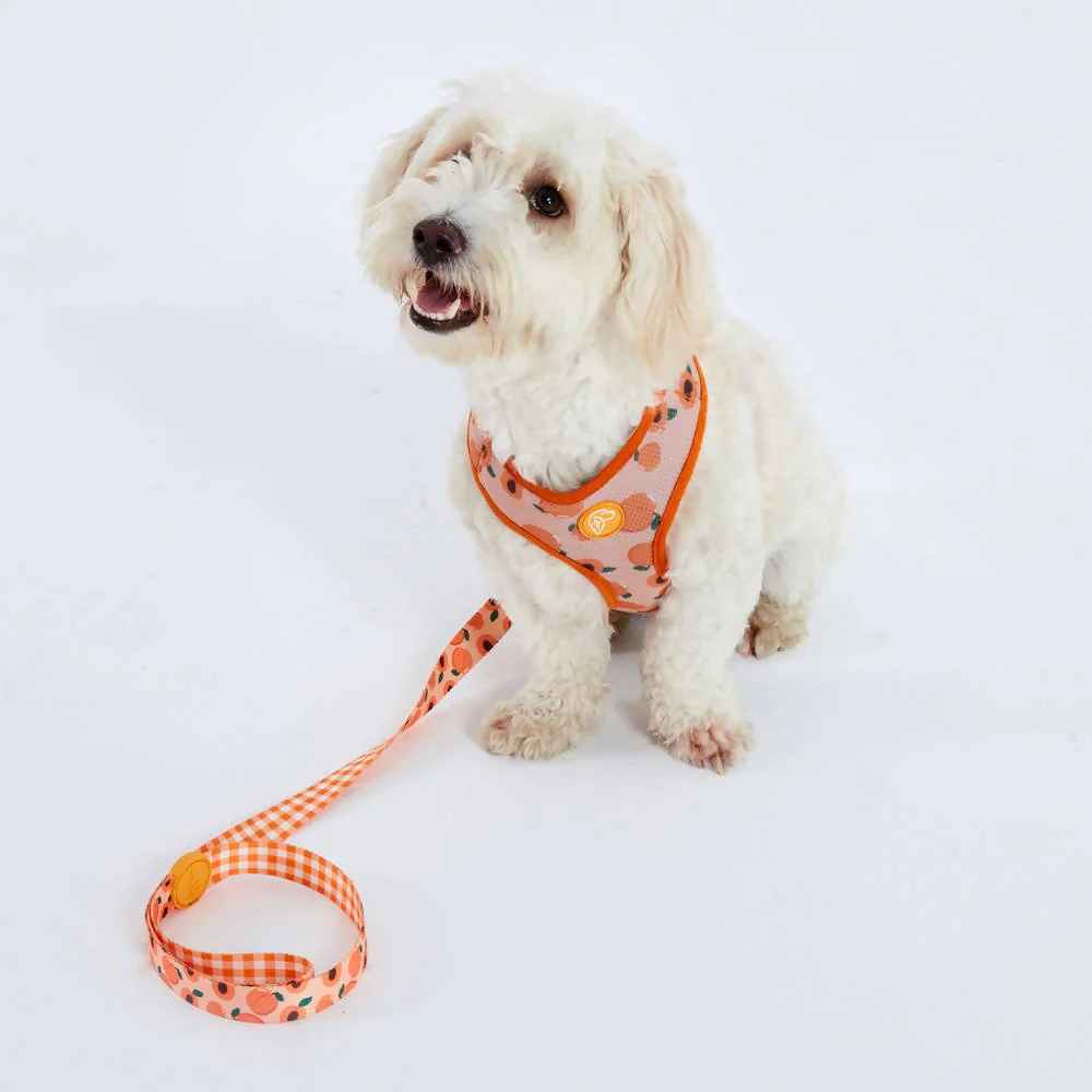 Perfect fit adjustable dog harness for training Labradors Durable, perfect fit leather dog harness designed for English Bulldogs, Cocker Spaniels, for active Border Collies,Terrier dog harness ensuring perfect control and fit, Colorful perfect fit dog harnesses for Jack Russell Terrier, French Bulldogs, for German Shepherds. Easy to use, step-in perfect fit dog harness for Boxer dogs. Premium perfect fit dog harness designed for the comfort of Golden Retrievers