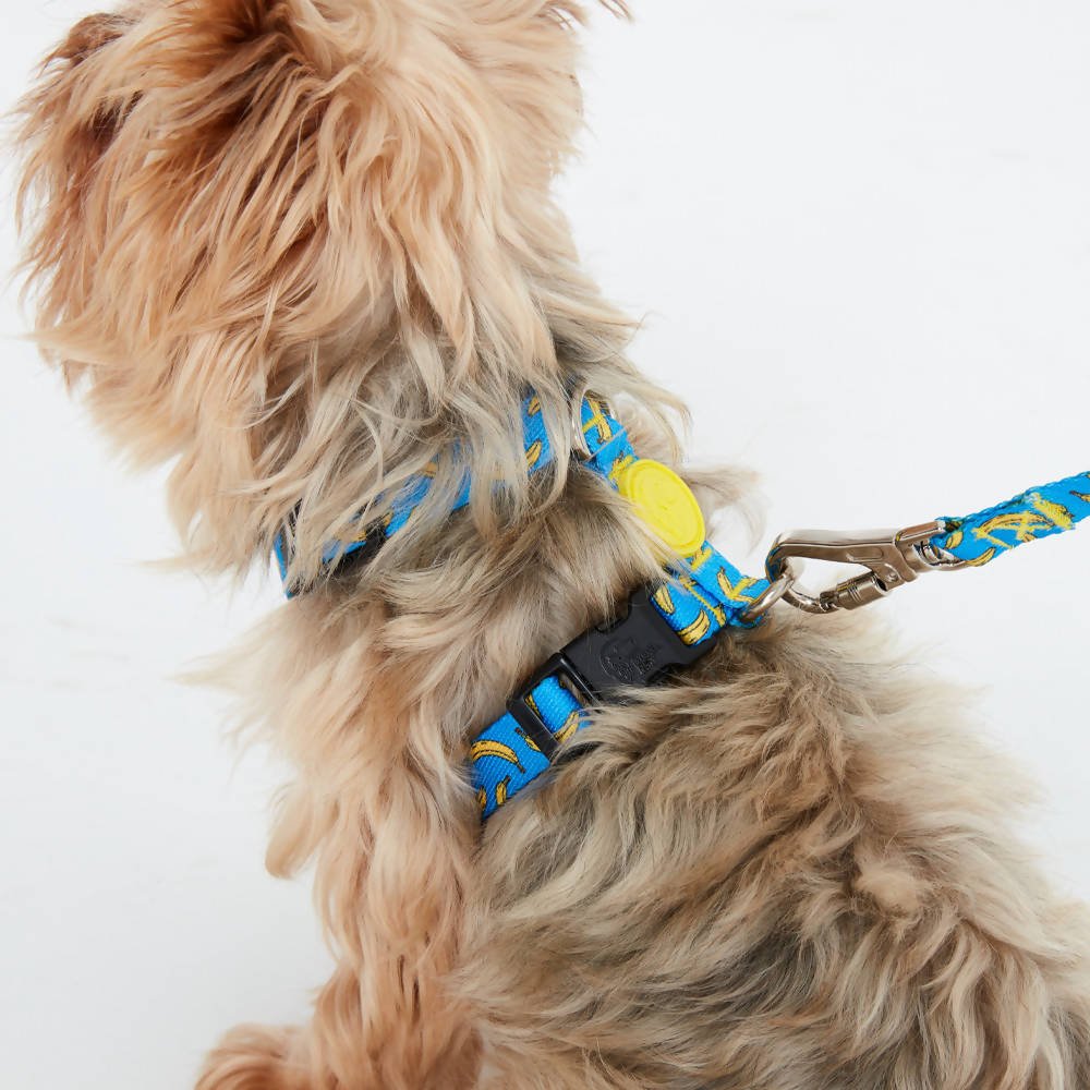 Perfect fit adjustable dog harness for training Labradors Durable, English Bulldogs, Cocker Spaniels, for active Border Collies,Terrier dog harness ensuring perfect control and fit, Colorful perfect fit dog harnesses for Jack Russell Terrier, French Bulldogs, for German Shepherds. Easy to use, step-in perfect fit dog harness for Boxer dogs. Premium perfect fit dog harness designed for the comfort of Golden Retrievers. dog harness no pull. no pull harness for large dogs. padded dog harness no-pull.