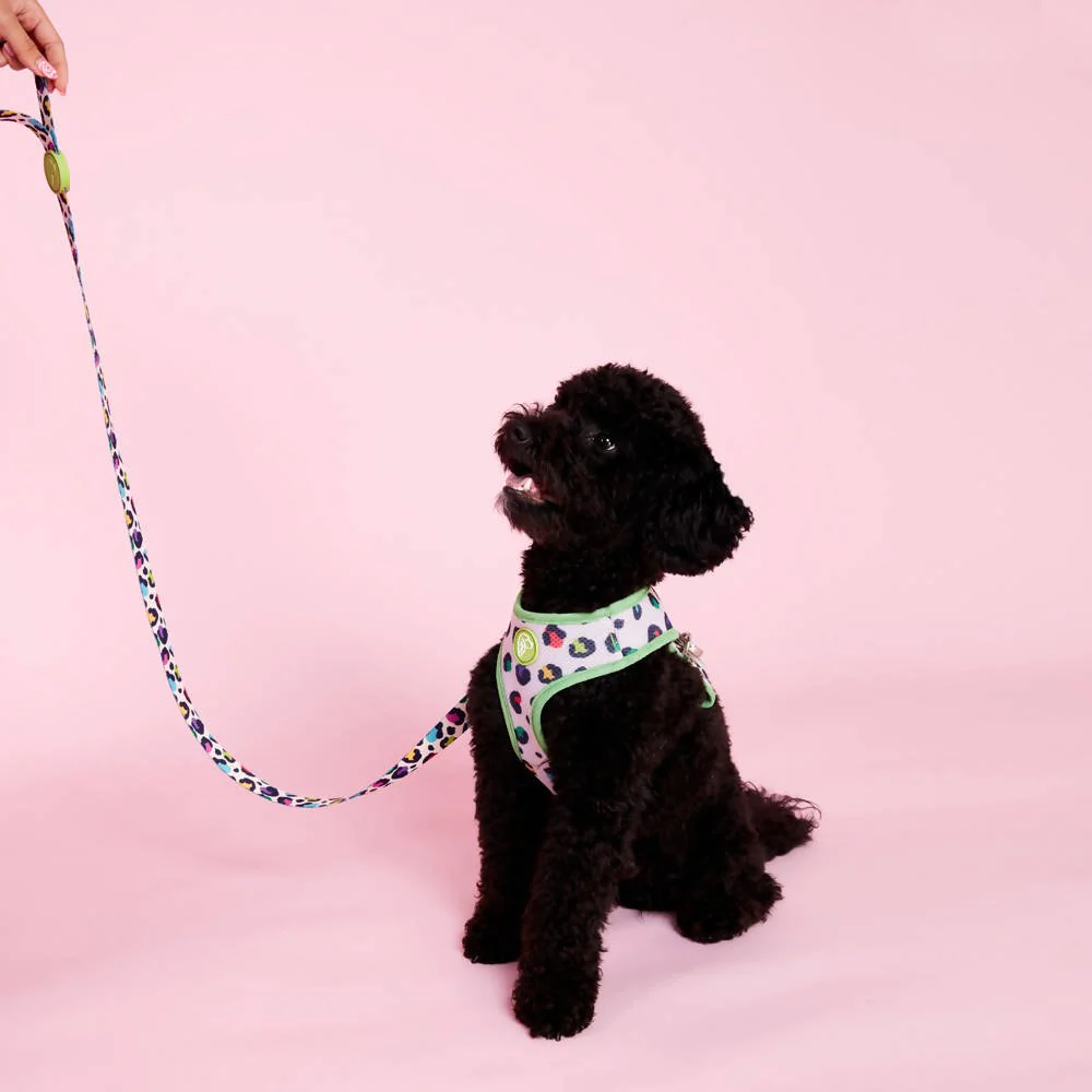 Dog leashes dog leads for Labradors Durable, for English Bulldogs, Cocker Spaniels, for active Border Collies,Terrier dog harness ensuring perfect control and fit, Colorful dog leads dog leashes for Jack Russell Terrier, French Bulldogs, for German Shepherds. Easy to use, for Boxer dogs. Premium dog leads dog leashes designed for the comfort of Golden Retrievers
