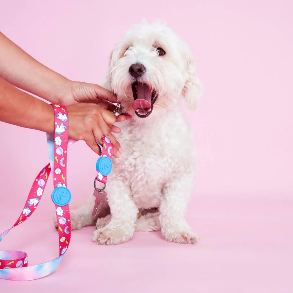 Dog leashes dog leads for Labradors Durable, for English Bulldogs, Cocker Spaniels, for active Border Collies,Terrier dog harness ensuring perfect control and fit, Colorful dog leads dog leashes for Jack Russell Terrier, French Bulldogs, for German Shepherds. Easy to use, for Boxer dogs. Premium dog leads dog leashes designed for the comfort of Golden Retrievers