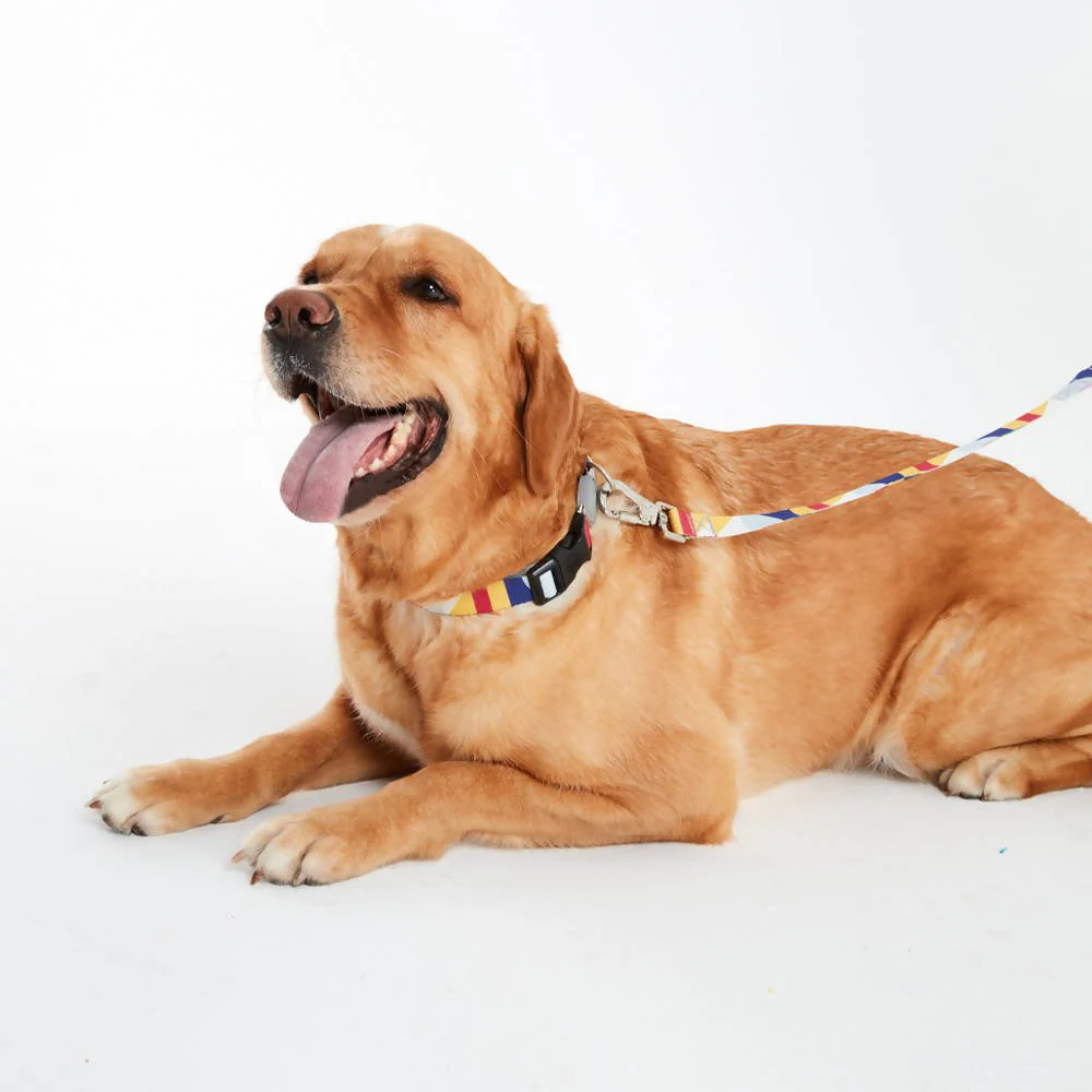 Dog leashes dog leads for Labradors Durable, for English Bulldogs, Cocker Spaniels, for active Border Collies,Terrier dog harness ensuring perfect control and fit, Colorful dog leads dog leashes for Jack Russell Terrier, French Bulldogs, for German Shepherds. Easy to use, for Boxer dogs. Premium dog leads dog leashes designed for the comfort of Golden Retrievers