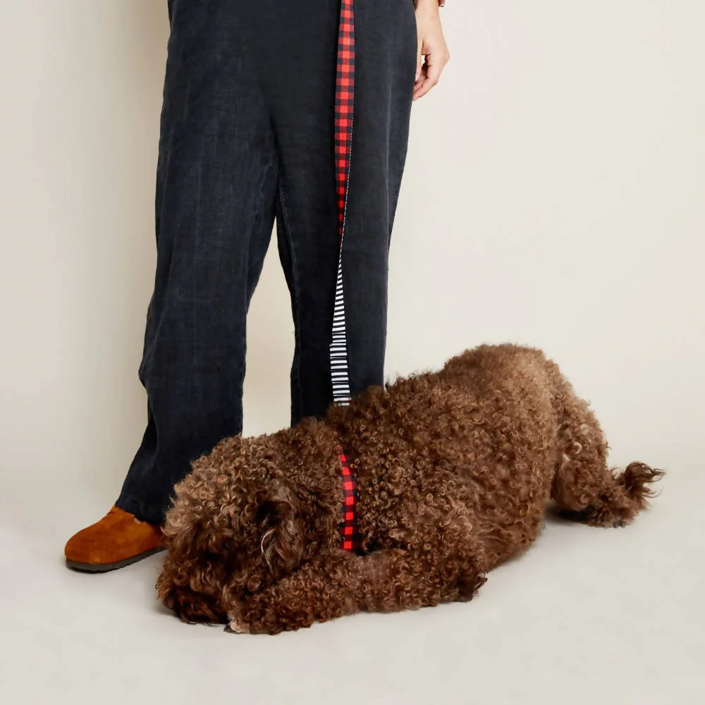 Dog leashes dog leads for Labradors Durable, for English Bulldogs, Cocker Spaniels, for active Border Collies,Terrier dog harness ensuring perfect control and fit, Colorful dog leads dog leashes for Jack Russell Terrier, French Bulldogs, for German Shepherds. Easy to use, for Boxer dogs. Premium dog leads dog leashes designed for the comfort of Golden Retrievers