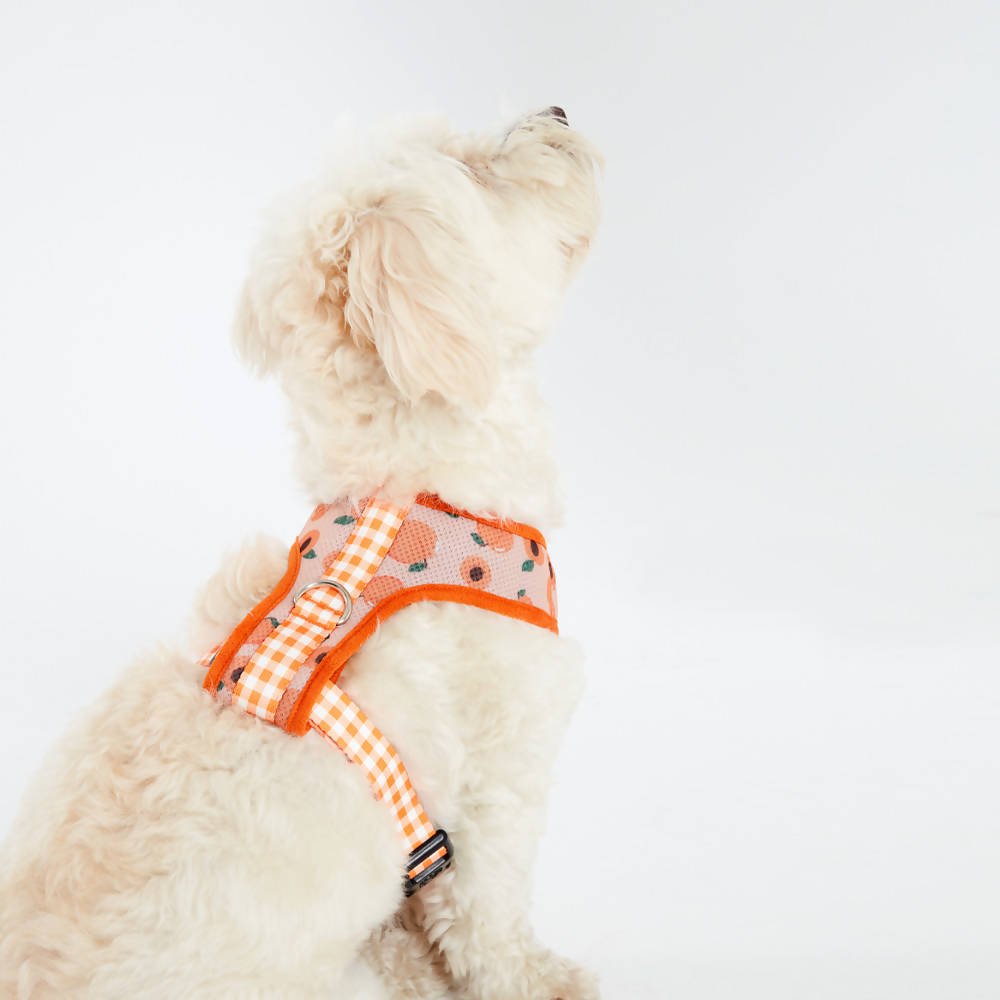 Perfect fit adjustable dog harness for training Labradors Durable, perfect fit leather dog harness designed for English Bulldogs, Cocker Spaniels, for active Border Collies,Terrier dog harness ensuring perfect control and fit, Colorful perfect fit dog harnesses for Jack Russell Terrier, French Bulldogs, for German Shepherds. Easy to use, step-in perfect fit dog harness for Boxer dogs. Premium perfect fit dog harness designed for the comfort of Golden Retrievers