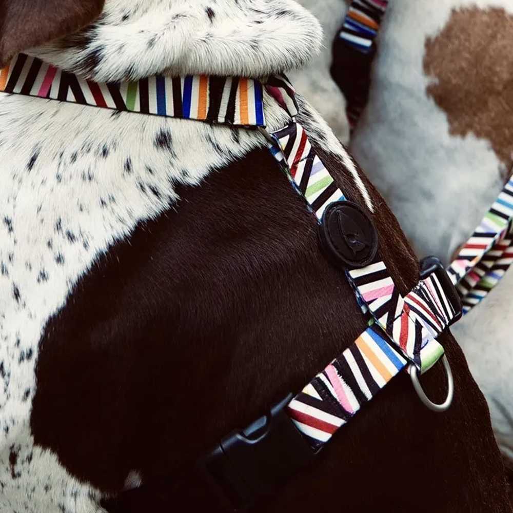 Perfect fit adjustable dog harness for training Labradors Durable, perfect fit leather dog harness designed for English Bulldogs, Cocker Spaniels, for active Border Collies,Terrier dog harness ensuring perfect control and fit, Colorful perfect fit dog harnesses for Jack Russell Terrier, French Bulldogs, for German Shepherds. Easy to use, step-in perfect fit dog harness for Boxer dogs. Premium perfect fit dog harness designed for the comfort of Golden Retrievers