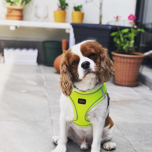 Safety First: Reflective and Light-Up Dog Accessories for UK Nights