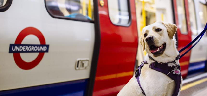 From London to Liverpool: Dog Walking Styles Across the UK