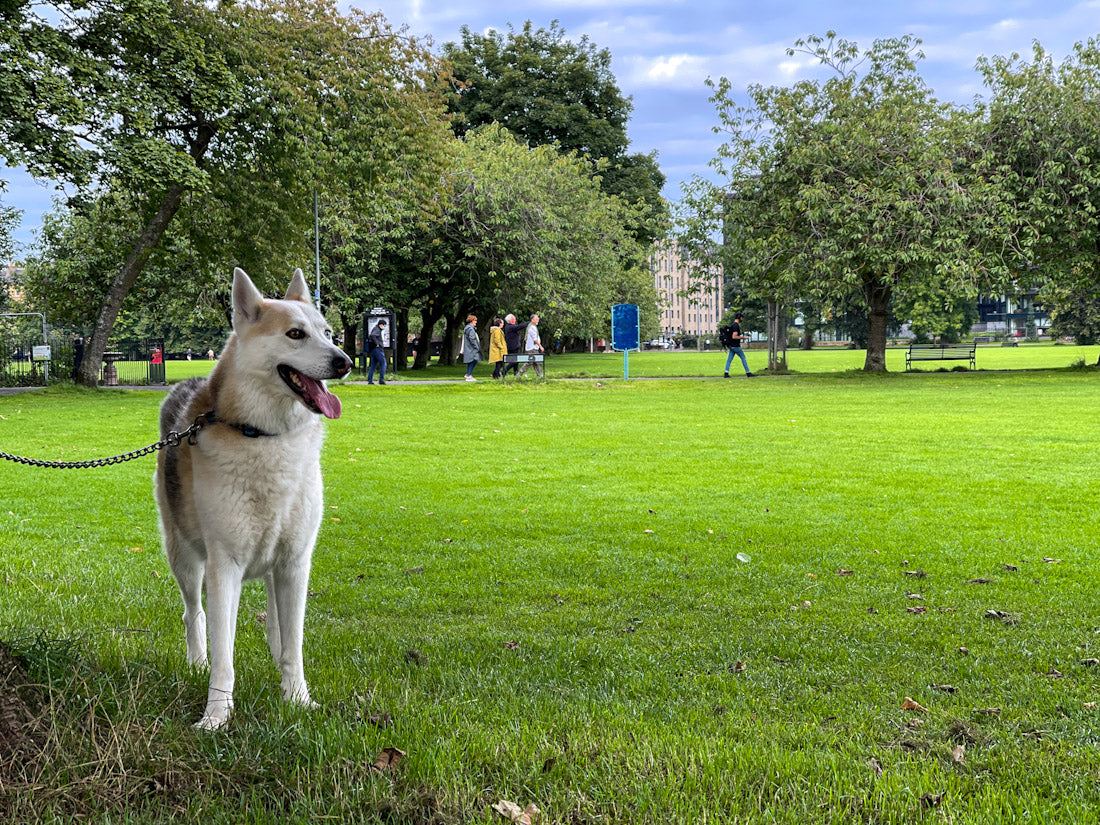 Top Dog-Friendly Parks in Edinburgh