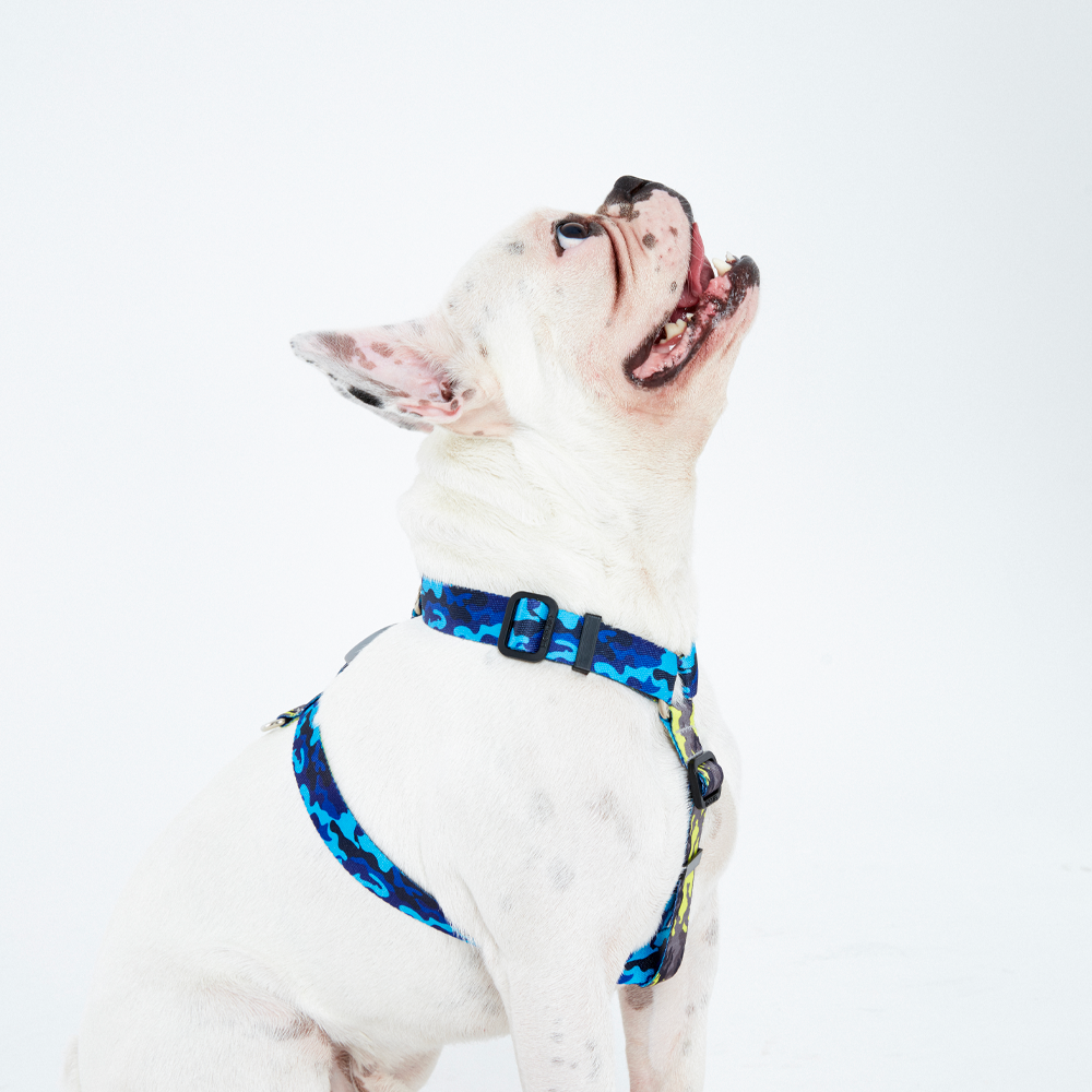 Discovering the Ideal Fit: A Guide to Selecting the Perfect Dog Harness