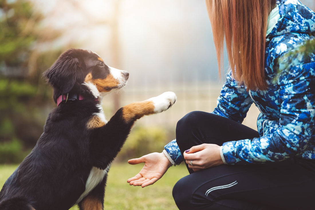 Mastering Puppy Training: A Detailed Guide for New Dog Owners