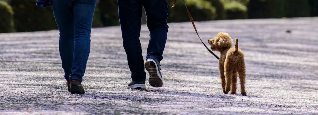 How many times a day and how many minutes should we walk the dogs? - Markedcorner